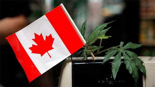 Senado de Canadá aprueba legalización de marihuana